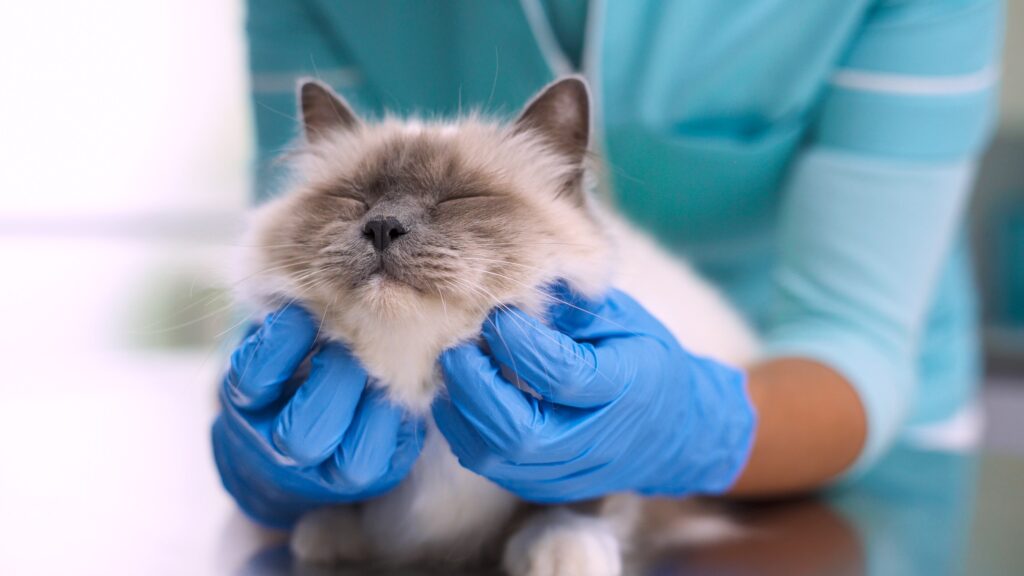 why is my cat’s face swollen; a cat’s face and neck are examined by a veterinarian.