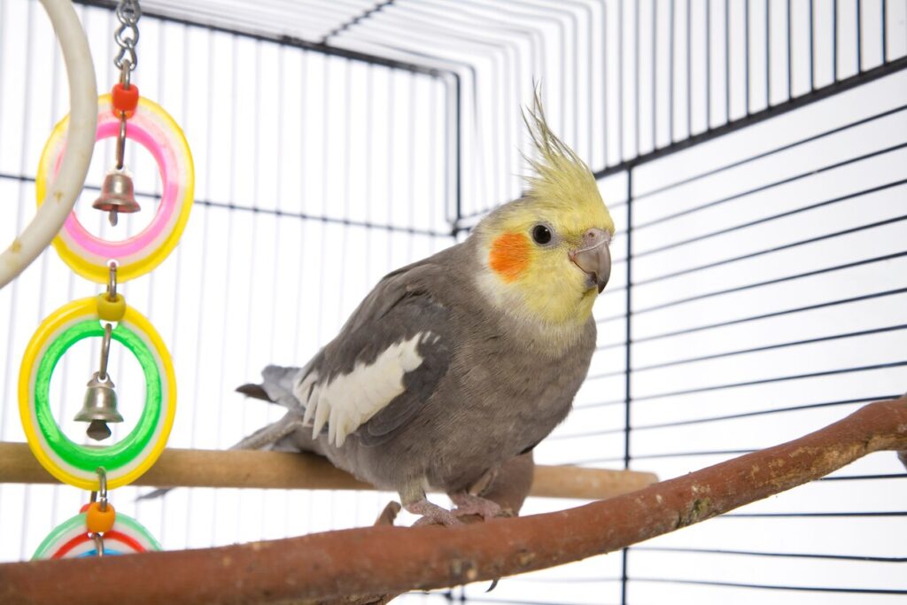Cockatiel