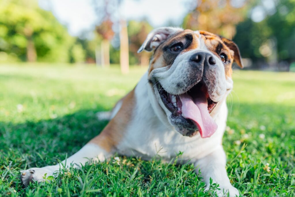 english bulldog panting in grass