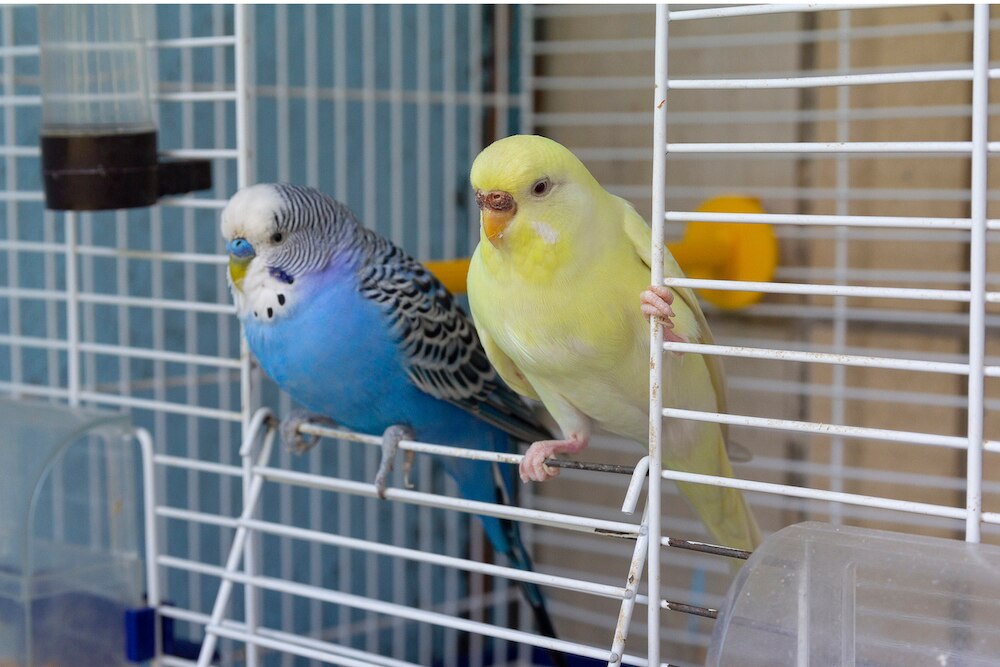 Parakeets perched on the edge of their cage