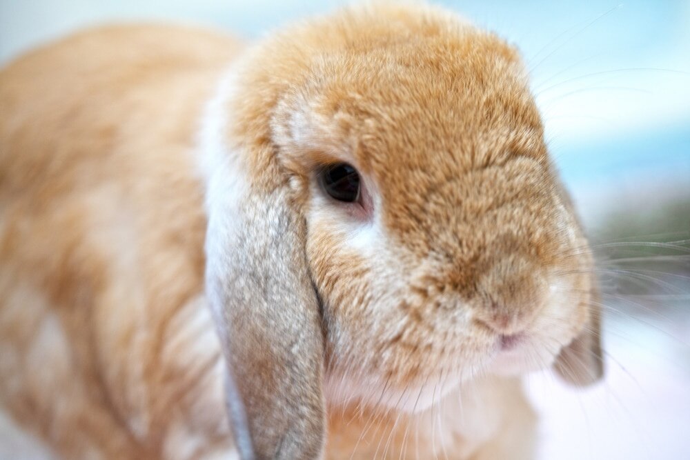 Brown rabbit