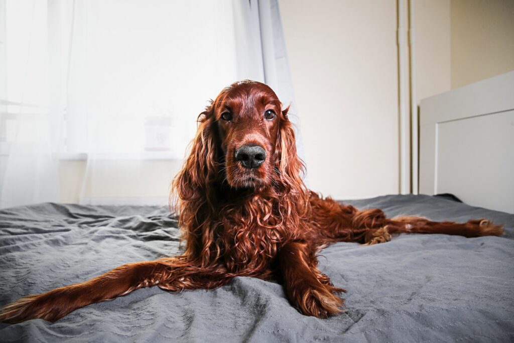 red irish setter lying on a bed