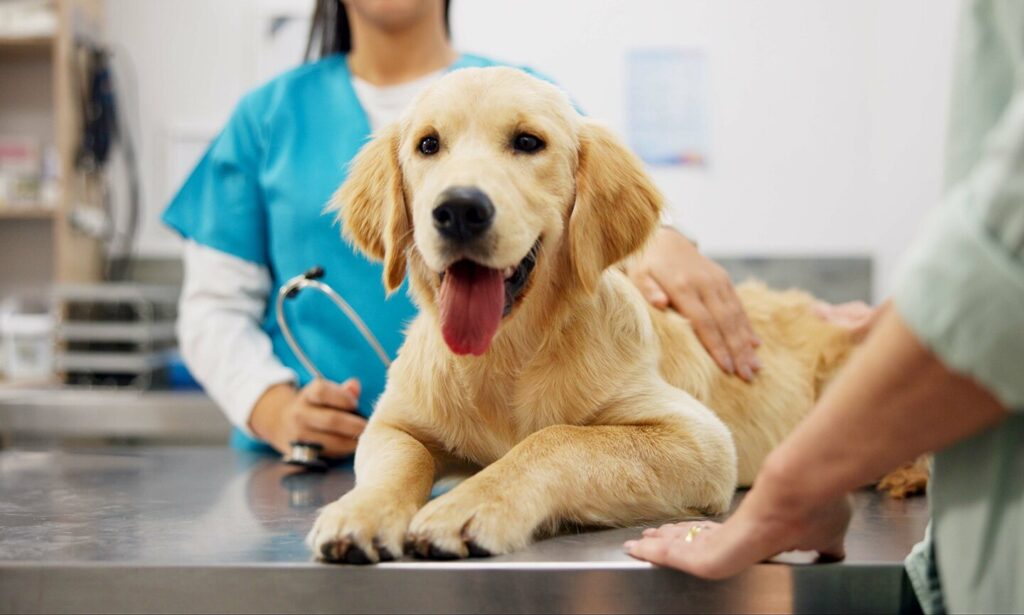 dog at the vet clinic