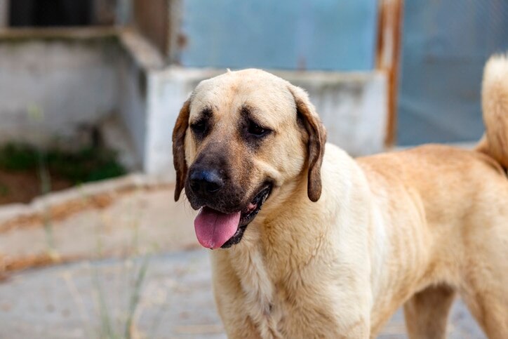 smiling tan anatolian shepherd dog standing