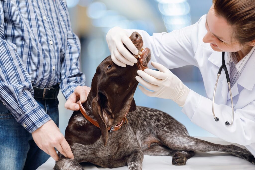 Dog teeth examination