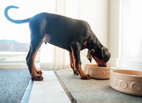 Puppy eating healthy puppy food