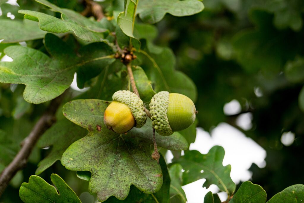 Acorns on a branch