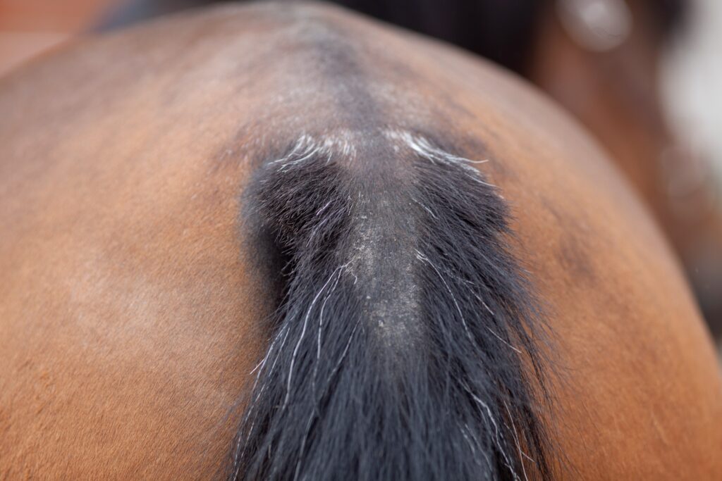 Horse tail rubbed