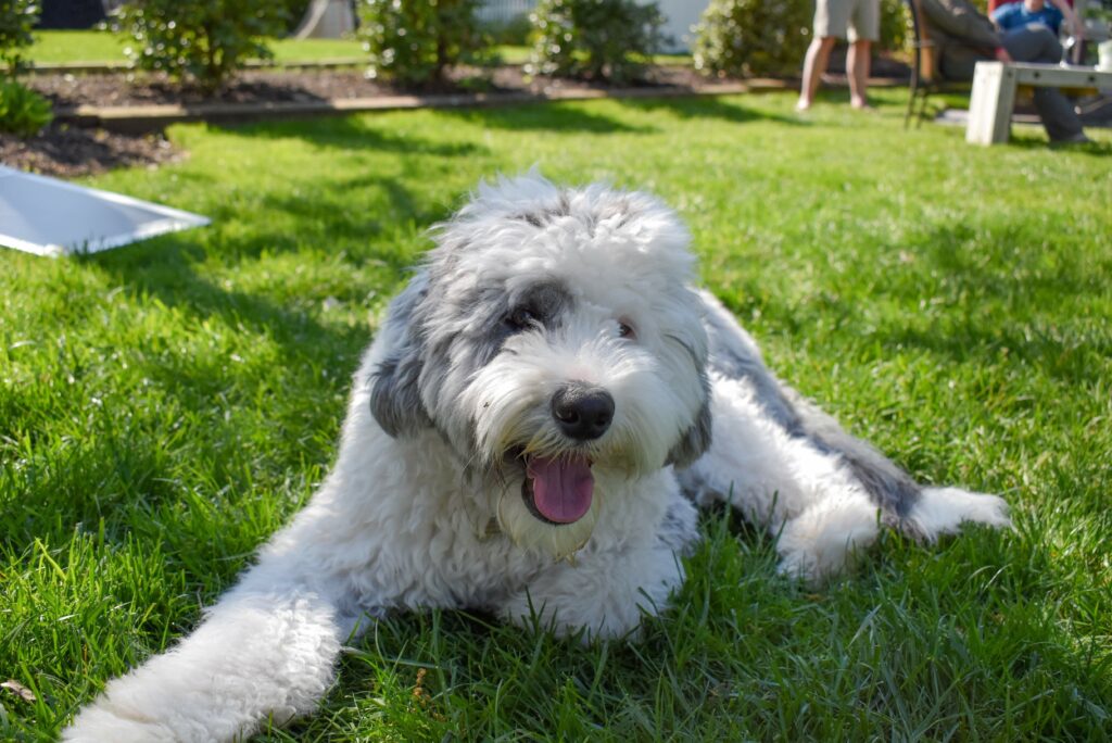 gray and white sheepadoodle dog lying in grass
