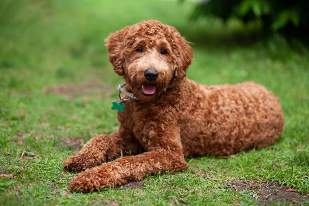 chocolate labradoodle lying in grass