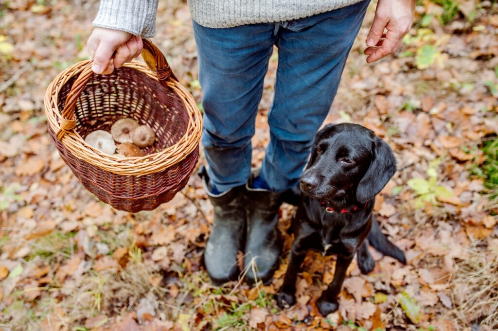 person holding a basket of mushrooms with a black lab sitting at their feet