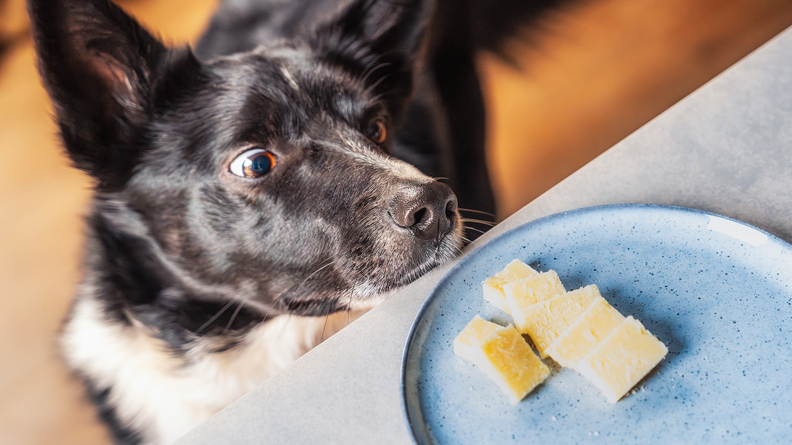 can dogs eat blue cheese dressing Can Dogs Eat Blue Cheese? What You Need To Know
