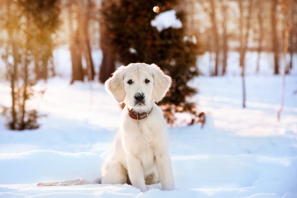 Frostbite in Dogs