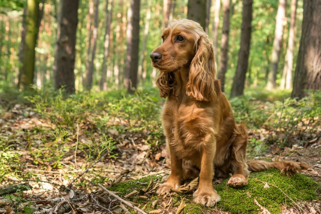 buff English Cocker Spaniel dog sitting on a hiking trail
