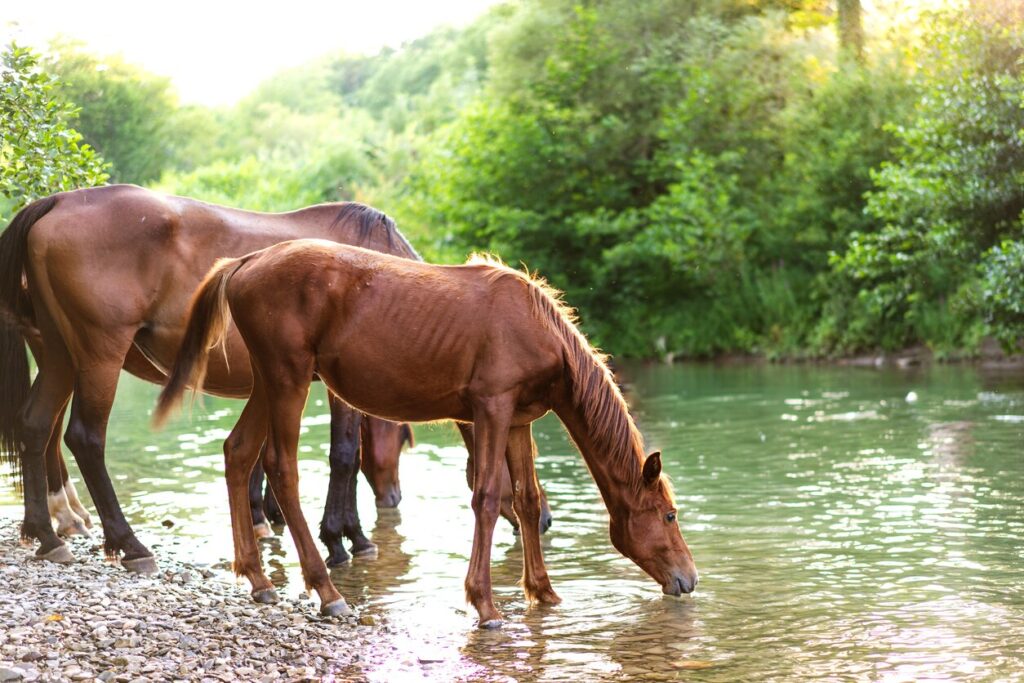 Horses drinking