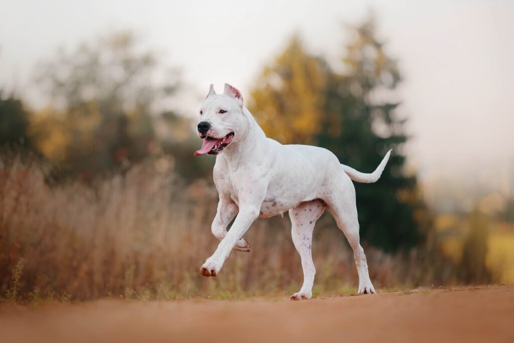 white dogo argentino dog running down an outdoor path in shallow focus