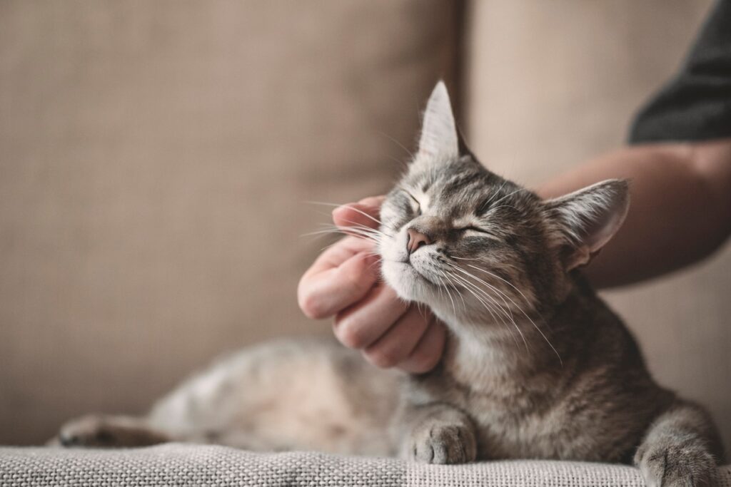 cat getting chin scratched