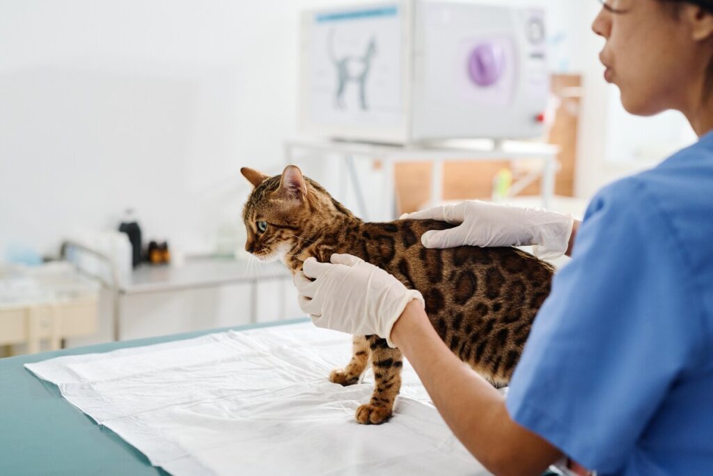 Bengal Cat