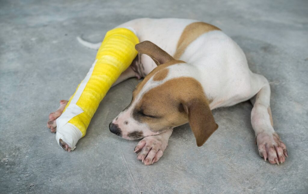 Puppy cast