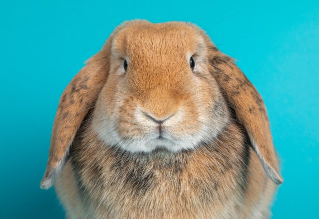 brown rabbit looking at the camera in front of a blue backdrop