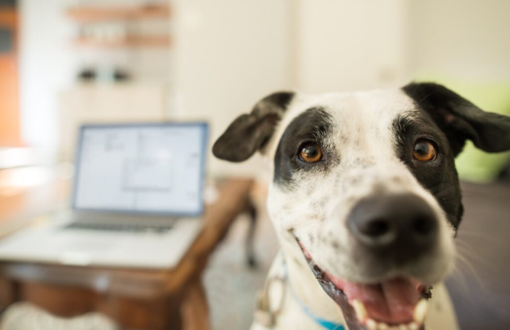 dog in front of camera