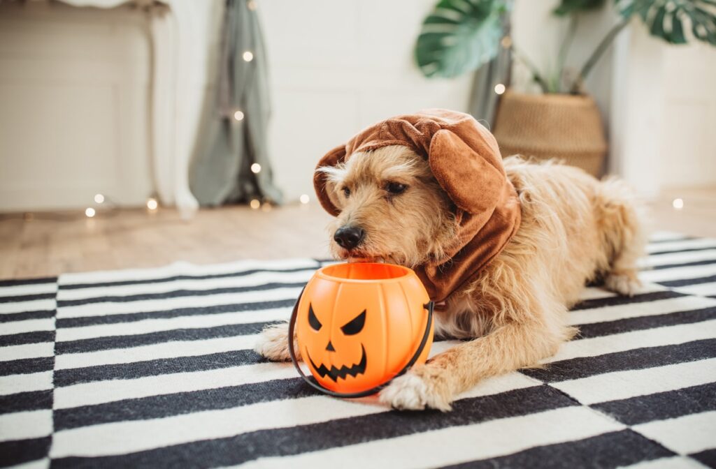 scruffy dog wearing a bear hat and chewing on a Halloween trick-or-treat basket