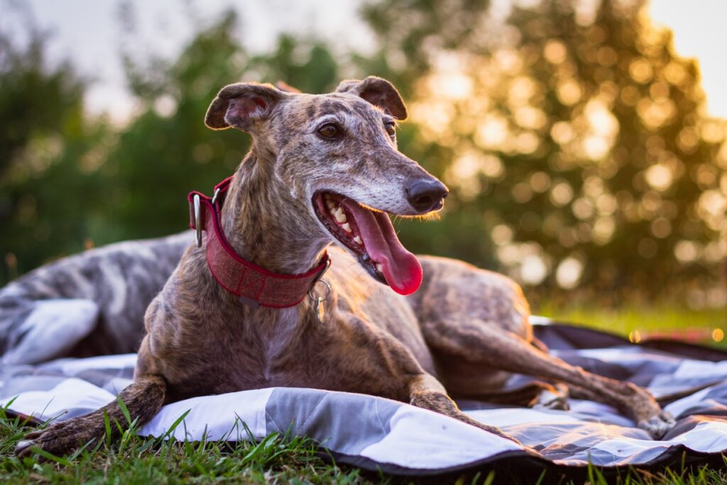 greyhound lying in a park on a picnic blanket