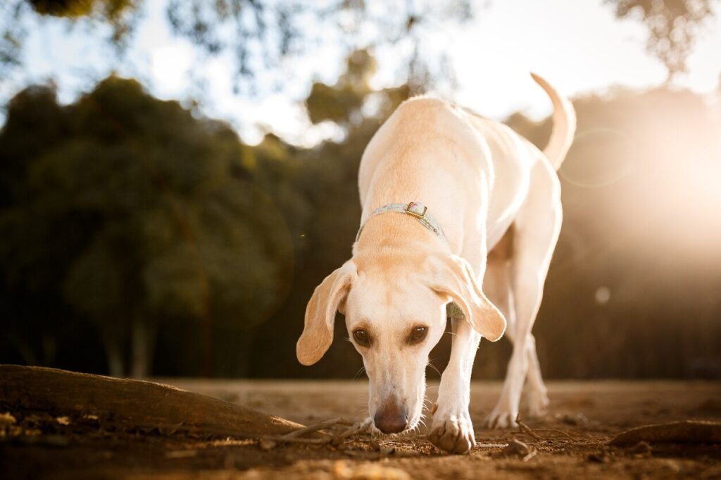 Dog smelling down the ground stock photo
