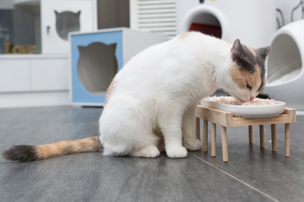 a cat with megaesophagus eats out of an elevated bowl