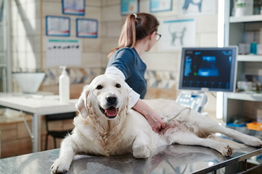 Doctor performing an ultrasound scan on dog stock photo