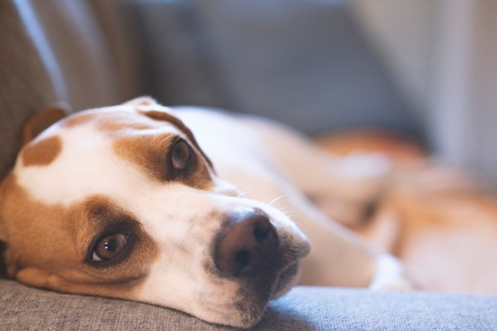 An English pointer dog looking pensive whilst resting on a sofa.