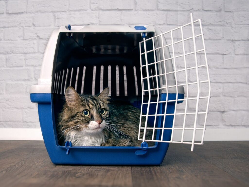 cat-in-blue-carrier-crate