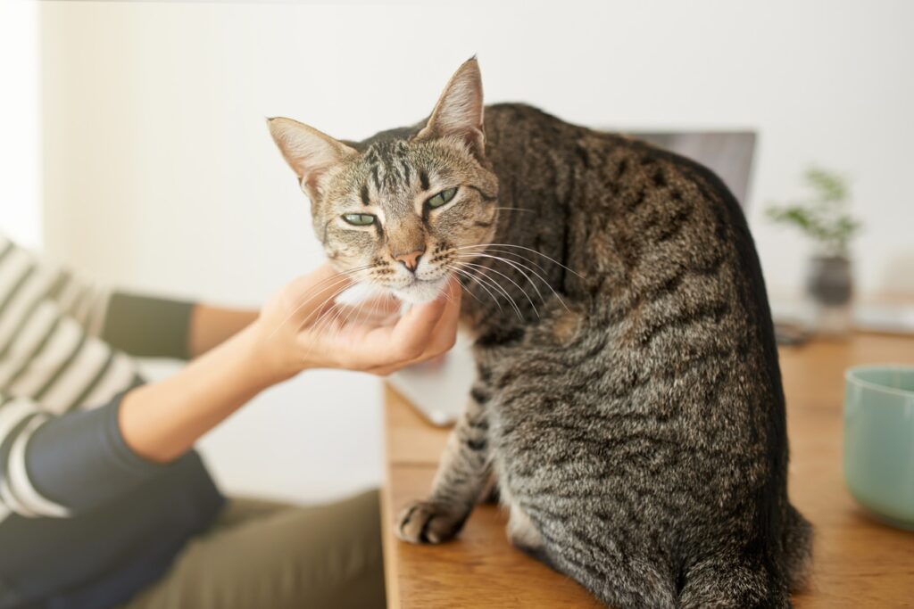 cat flea dips and what to do about it