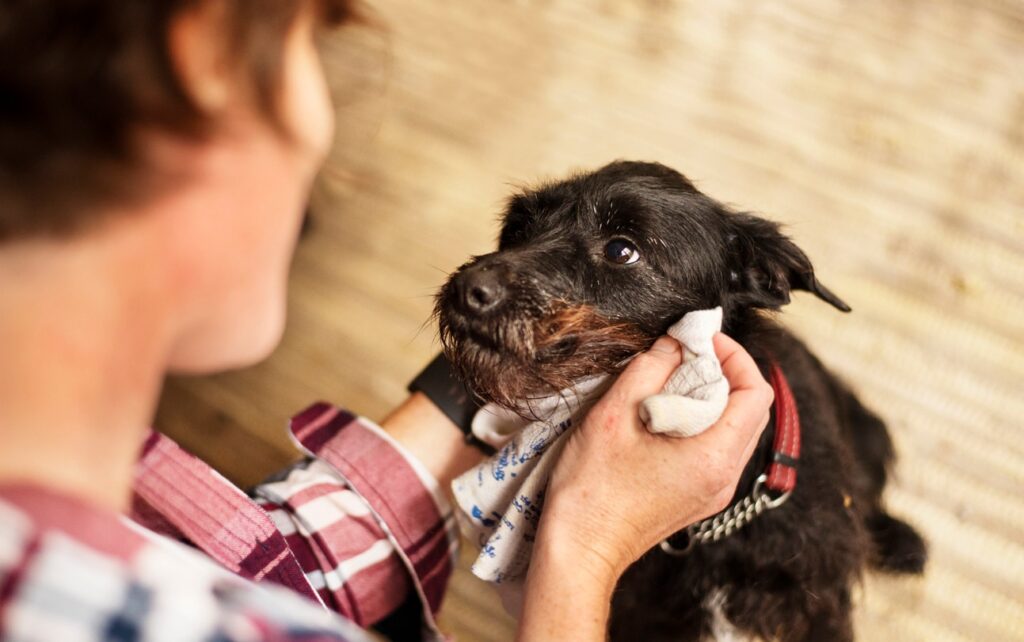 flea dips for dogs; man applies flea dip on dog