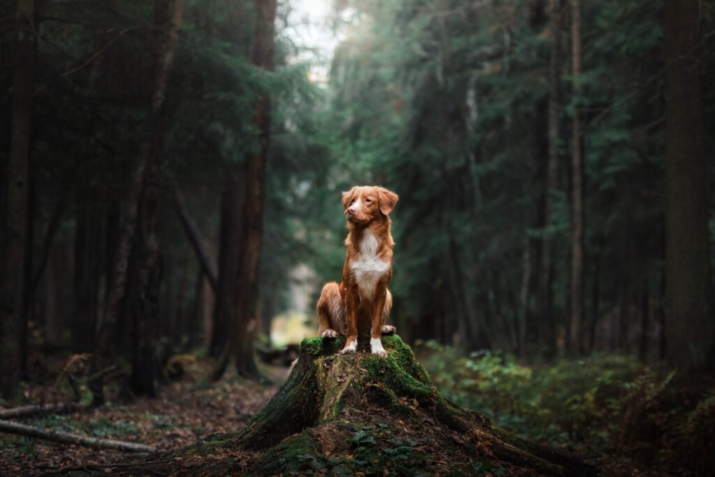Nova Scotia Duck Tolling Retriever Dog sitting on a tree stump in the woods in the morning