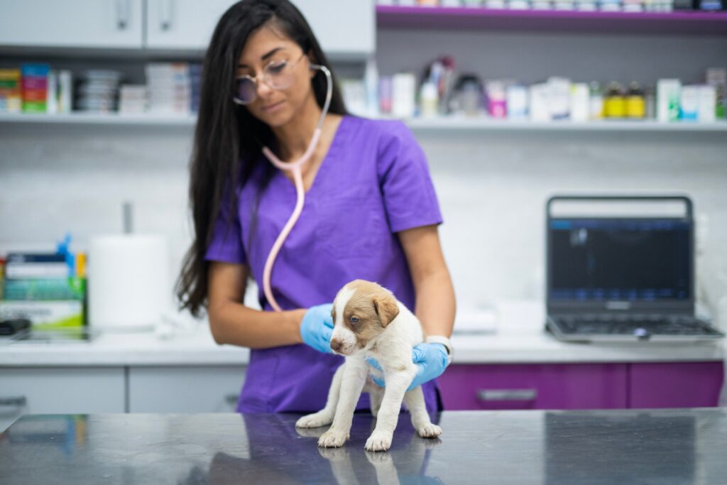 a vet tech exams a puppy for possible vaginitis.