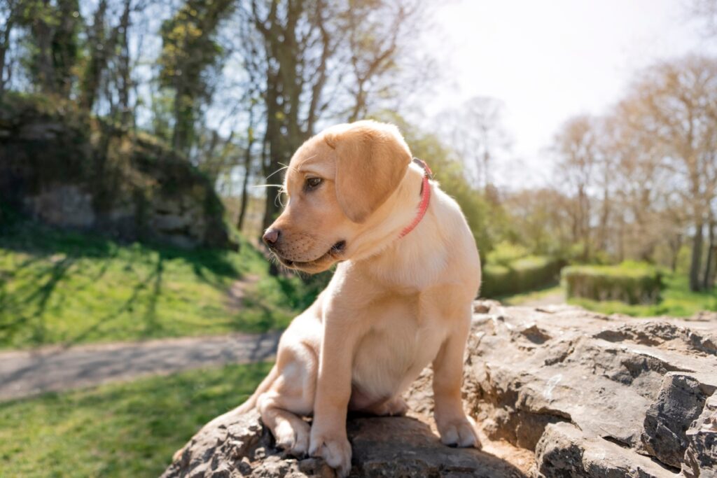 A female Golden Labrador Retriever puppy sitting on a rock in a public park while she looks away.