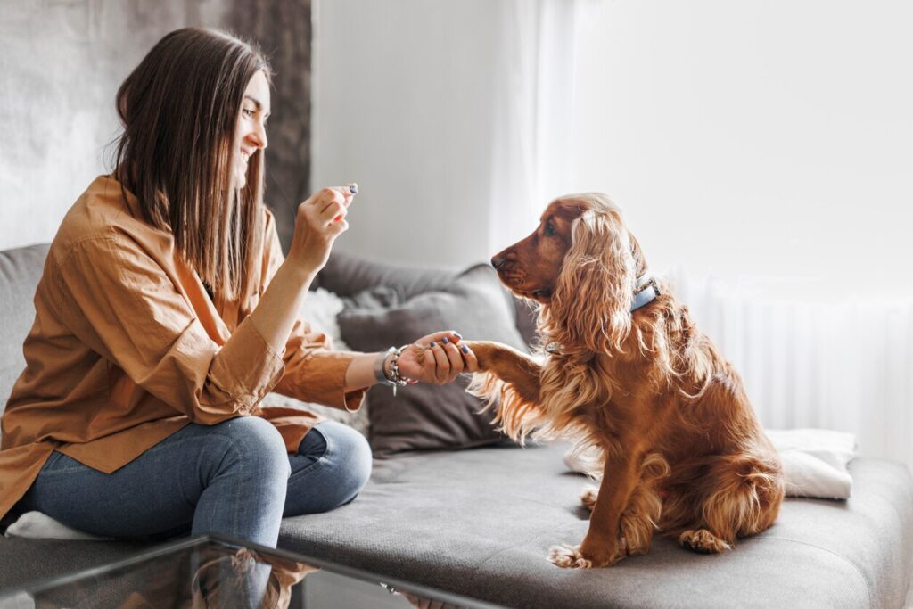 woman holding a treat up for her brown cocker spaniel