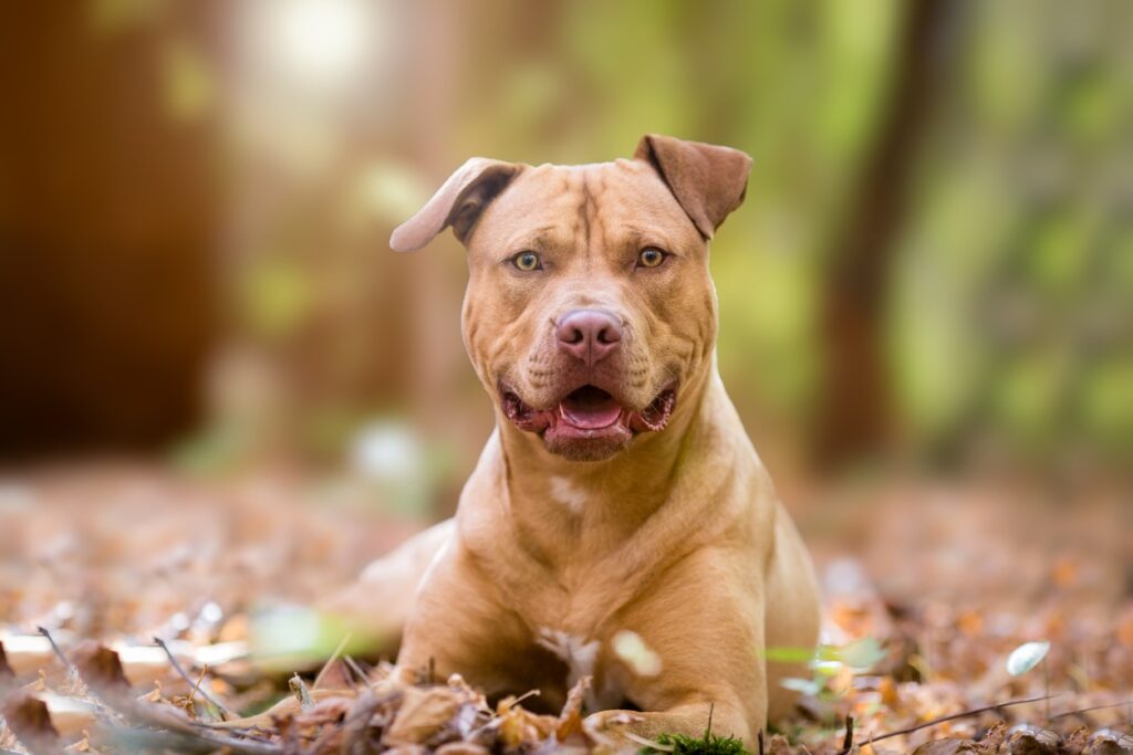 Autumn portrait of yellow terrier dog