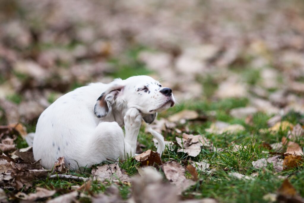 Cute English setter baby girl sitting and scratching in the park