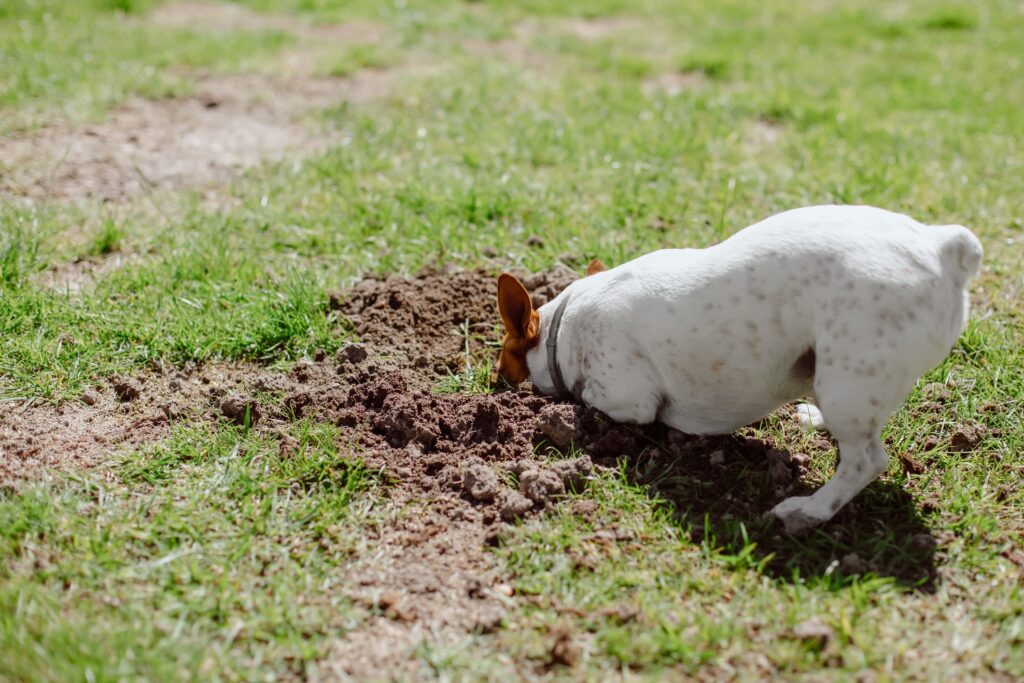 whipworms in dogs; a dog digs through dirt in a lawn.