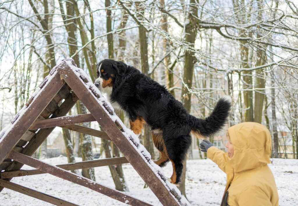 Owner is training Bernese mountain dog to pass an obstacle in the snowy park.