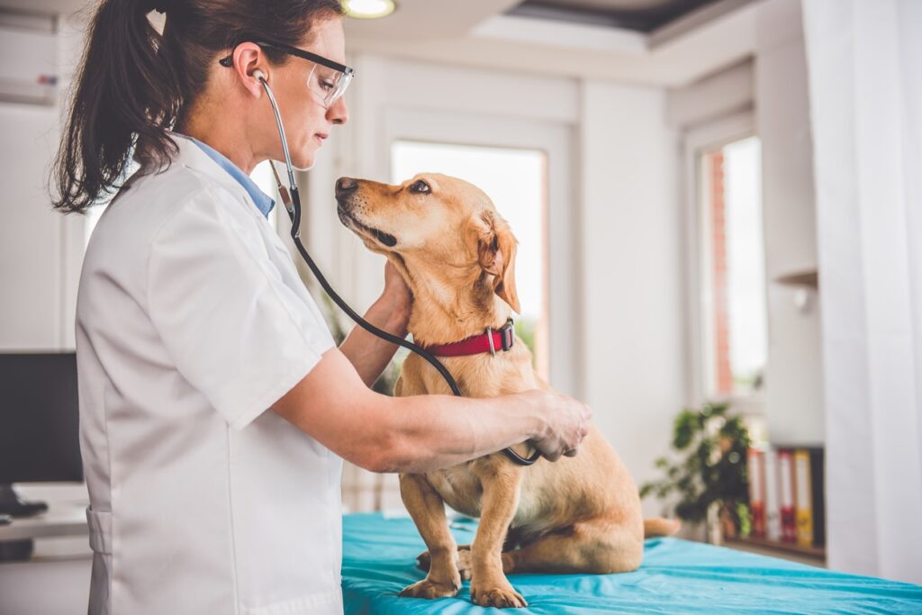 Young female veterinarian checking up the dog at the veterinarian clinic