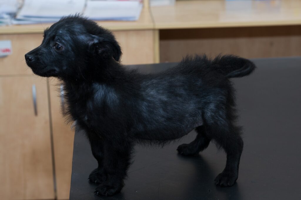 demodectic mange in dogs; small dog with generalized demodectic mange, generalized alopecia