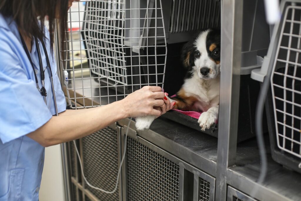 Mid adult woman working as a veterinary, taking care of a dog.