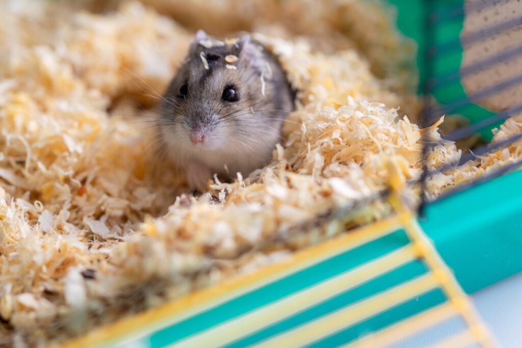 how long do hamsters live; a hamster sits in his cage.