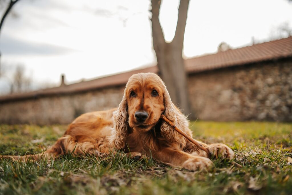 Playful dog stock photo