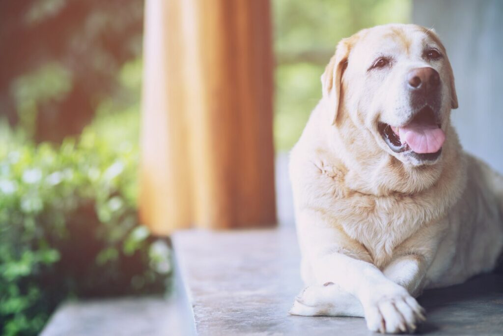 The dog looking sad waiting in front of the house.