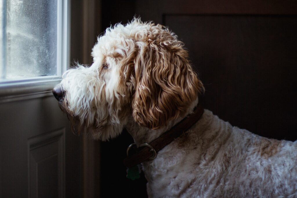 dog peeing in the house; a dog waits by the door to go outside.