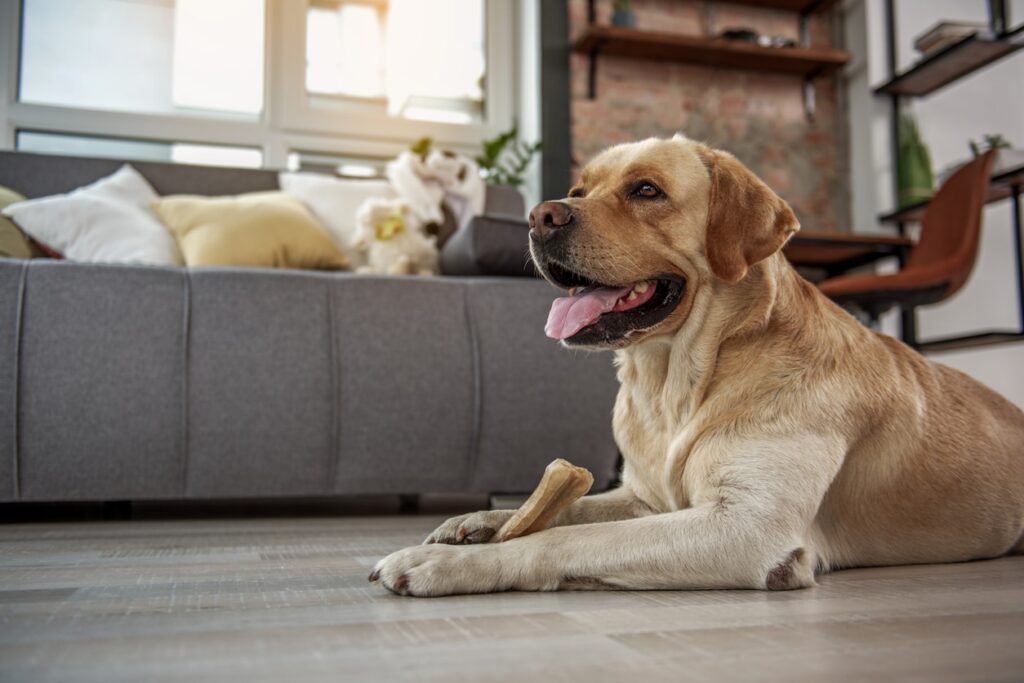 Side view glad labrador tasting delicious bone while lying on floor.